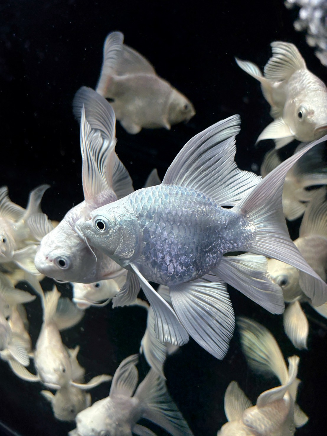 一群白色魚在深色水中