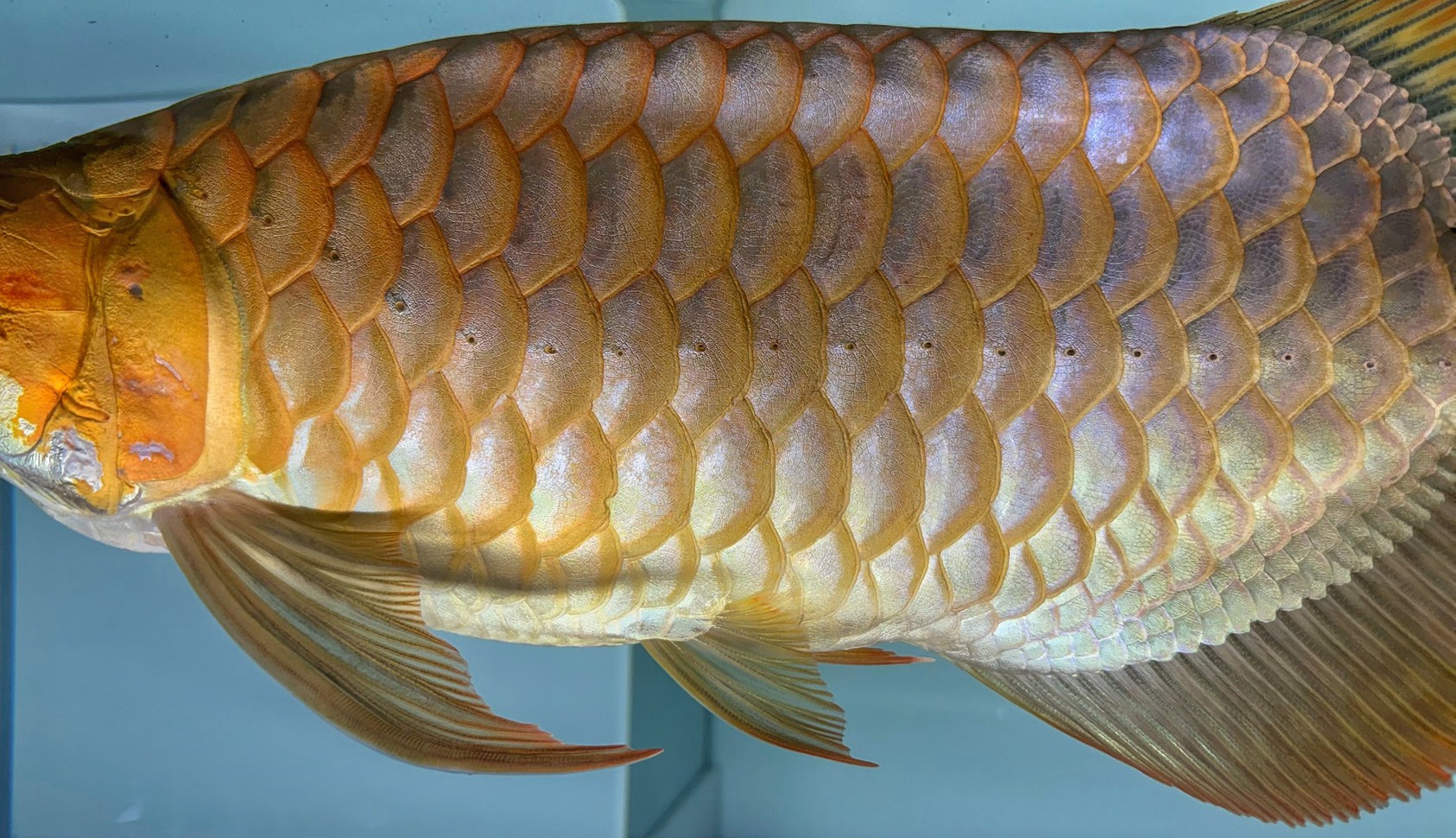 金龍魚身鱗片特寫