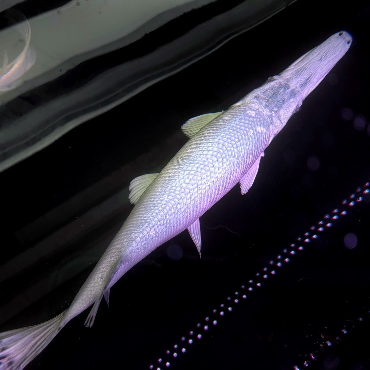 白色長吻魚斜向游過深色水域