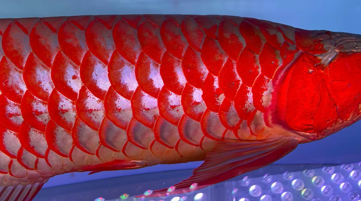 紅龍魚身鱗片特寫，鱗片邊緣泛珠光