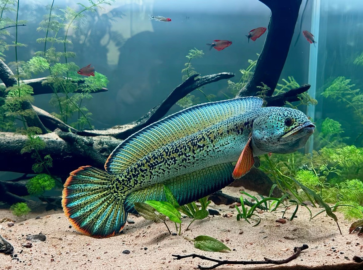 藍綠色鱧科魚停在水草造景缸的沙床上，背景有沉木與水草