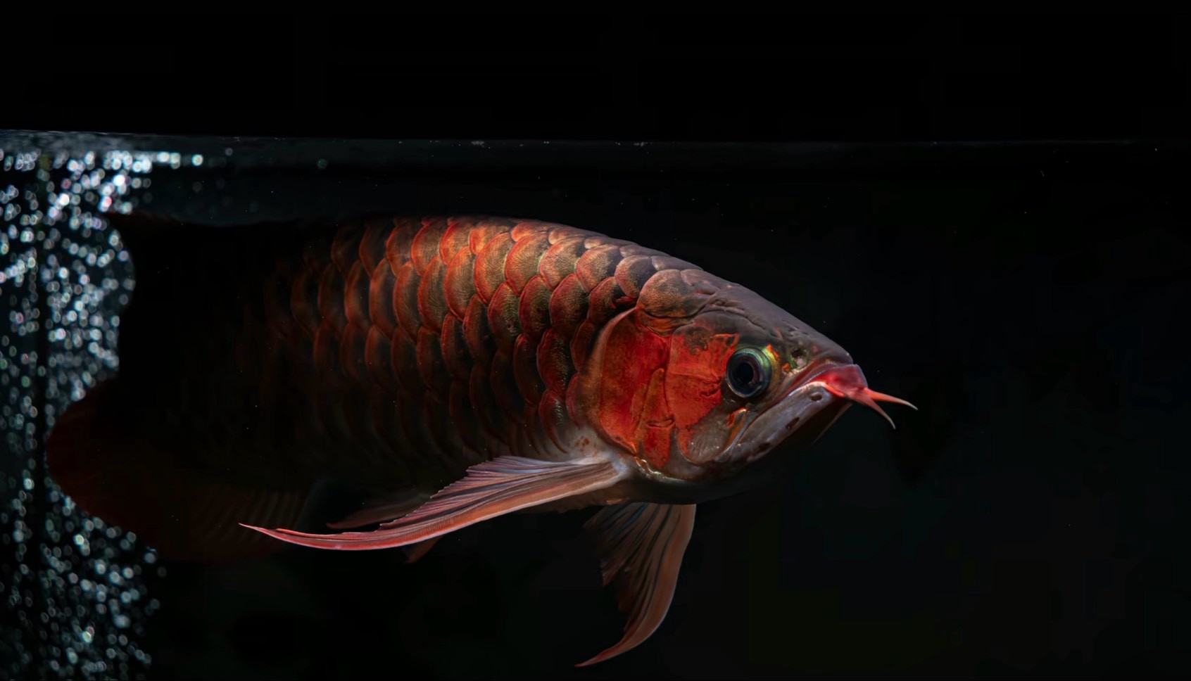 紅龍側面，魚頭朝右，深黑色水域，左側有細密氣泡