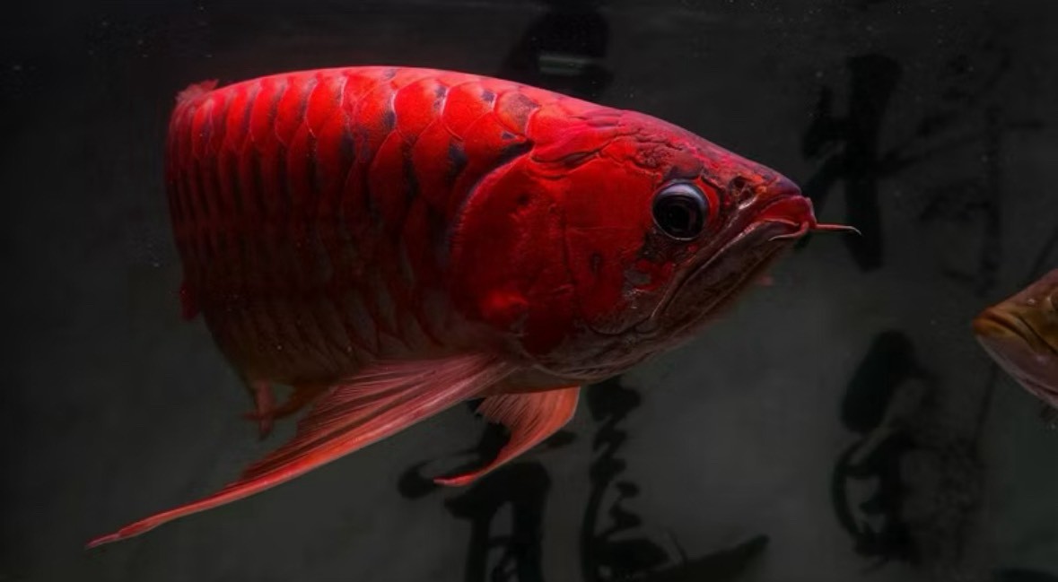 紅龍頭部與前段魚身特寫，背景為深色書法背板