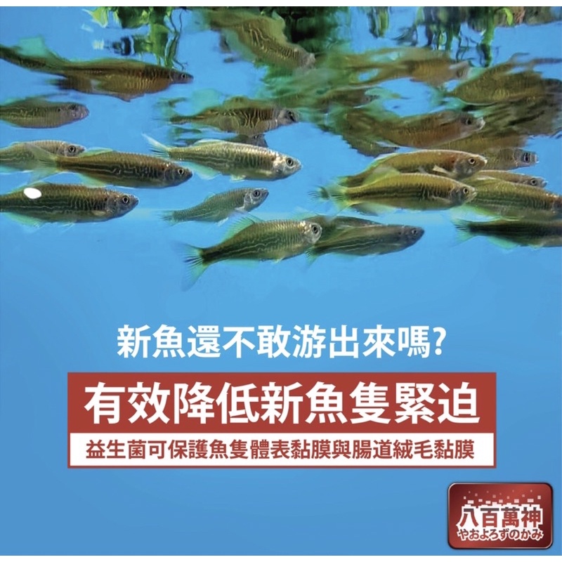 【龍潭水族】八百萬神消化菌【硝化菌】【光合菌】【厭氧菌】 縮圖 9